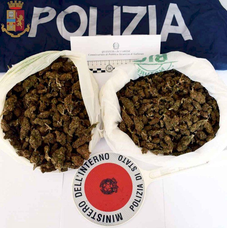 Cagliari, sequestrate 1250 piantine di marijuana