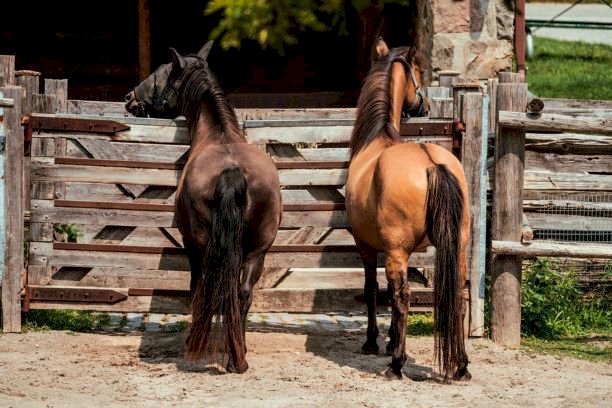 Cavalli torturati per estrarre farmaco, la denuncia di IHP