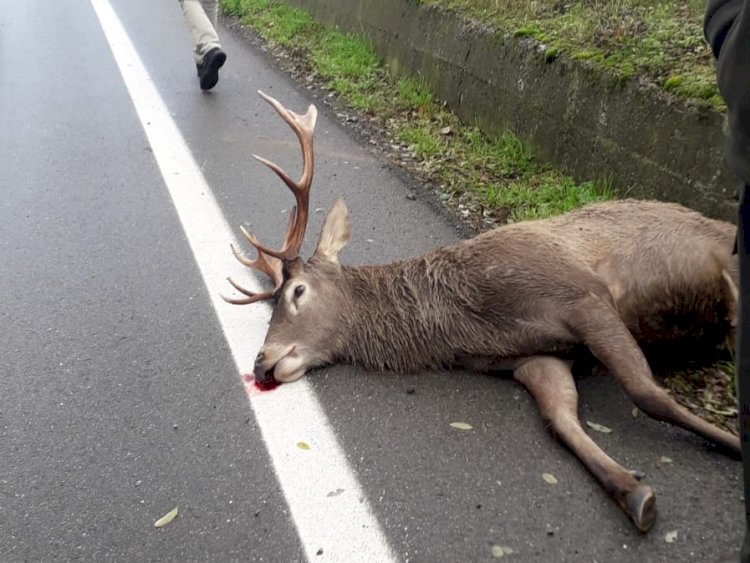 Un cervo è caduto nei Navigli, l'OIPA chiama i soccorsi