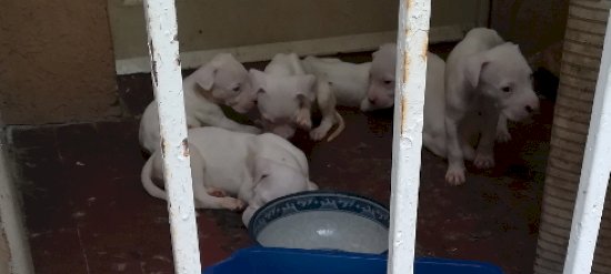 Ivrea, dieci cani salvati dalla Polizia