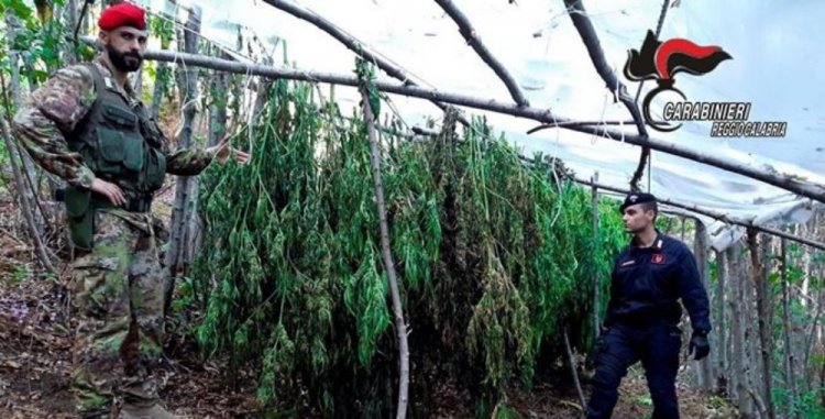 Reggio Calabria: Sequestrate 300 piante di cannabis