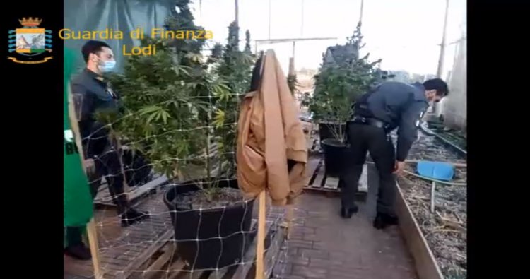 Marijuana a Borghetto Lodigiano, sequestrata piantagione