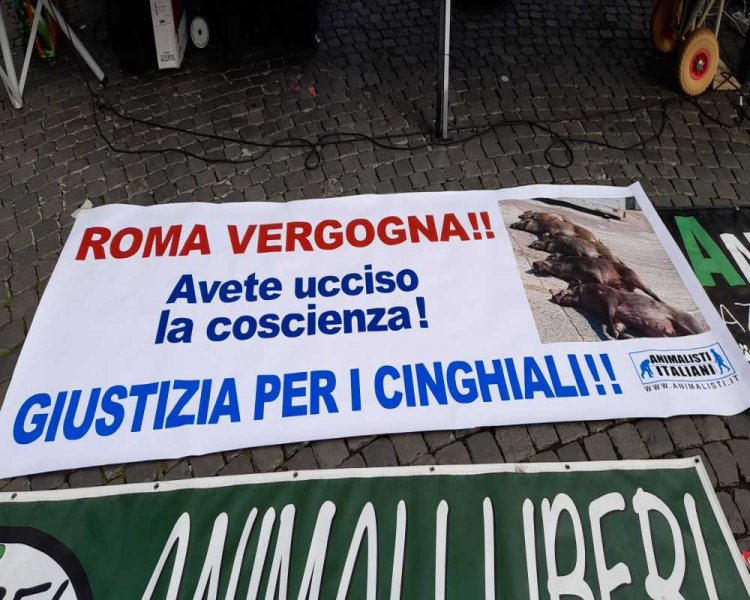 Roma, cinghiali uccisi, vergogna