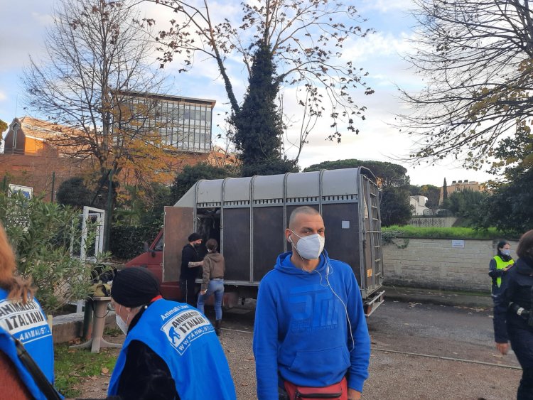 Roma, animalisti, mobilitazione per salvare un cinghiale