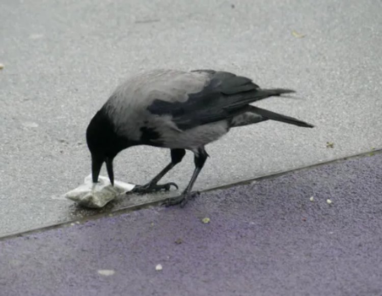 Vienna, un corvo scova una bustina di marijuana e la mangia