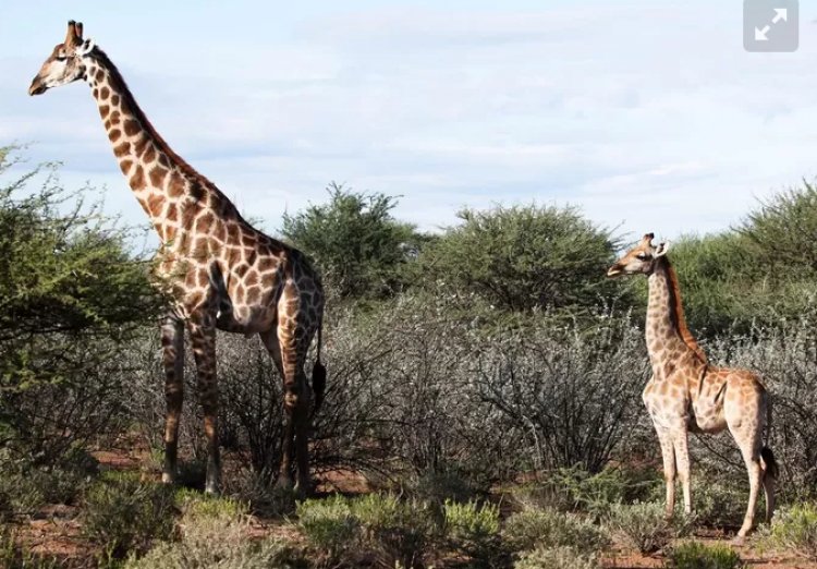 Scoperta la giraffa nana in Uganda