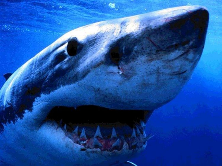 Nuova Zelanda, squalo uccide bagnante
