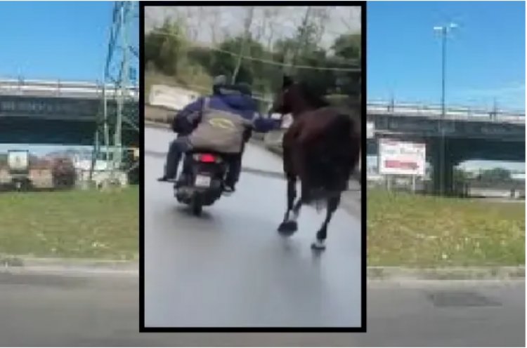 Napoli, un cavallo trainato da uno scooter su strada asfaltata.