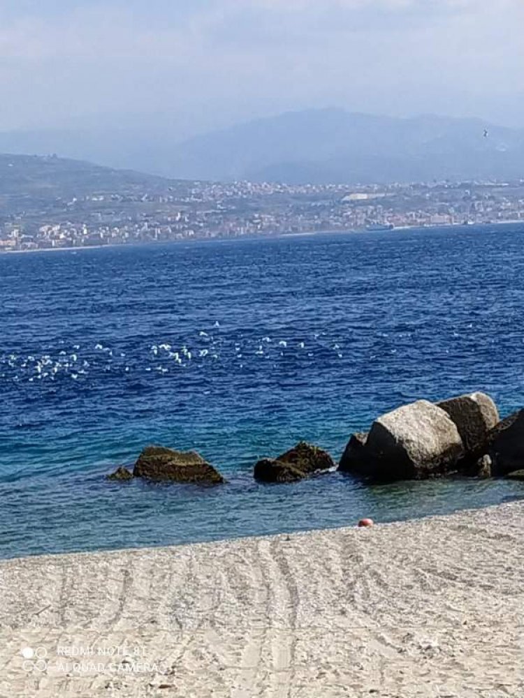 Messina, lo spettacolo dei gabbiani nello Stretto