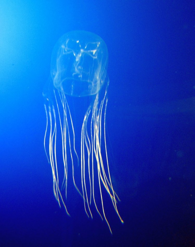 Diciassettenne australiano muore per il morso di una medusa mentre nuota