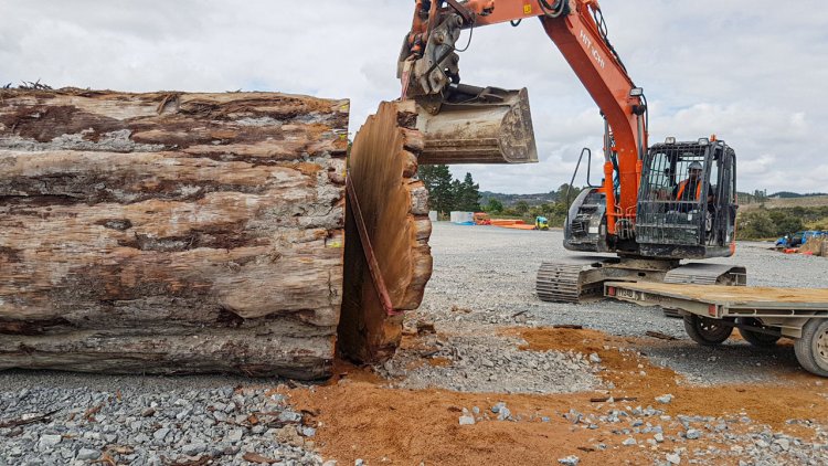 Antichi alberi kauri catturano collasso del campo magnetico terrestre