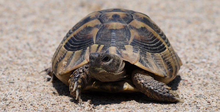 Madagascar: 19 persone, muoiono dopo aver mangiato tartarughe