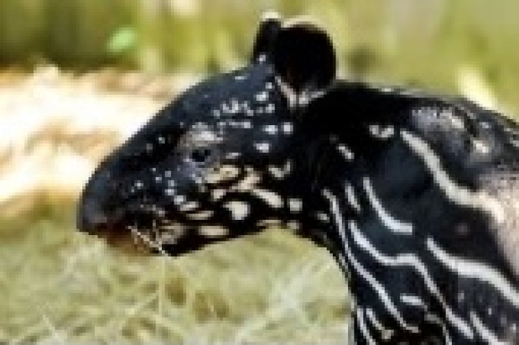 Brasile - dopo un secolo nasce  cucciolo di tapiro giardiniere