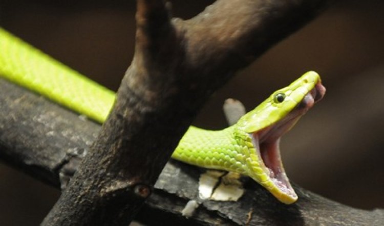 Trovano serpente velenoso nell'insalata  acquistata nel supermercato