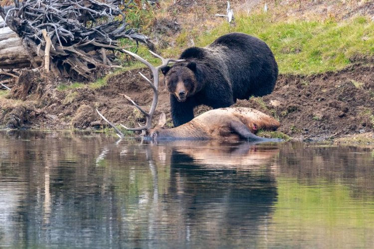 Guida del Parco di Yellowstone sbranata da un orso