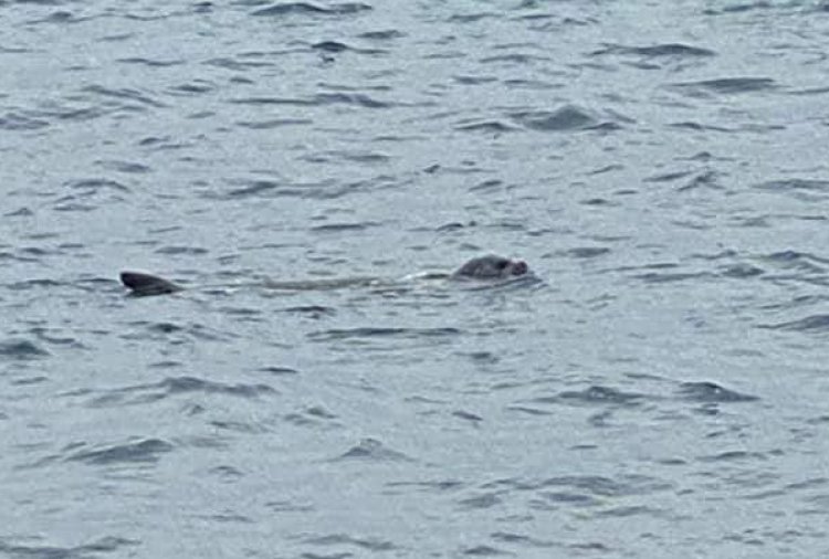 Nelle acque del Salento eccezionale conferma: la foca monaca