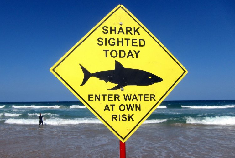 Australia, surfista muore dopo l'attacco di uno squalo di 4,5 metri.