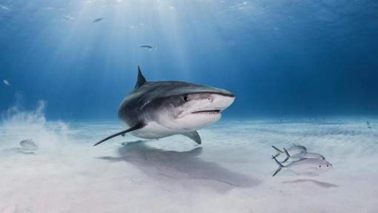 Australia: squalo tigre ferisce subacqueo