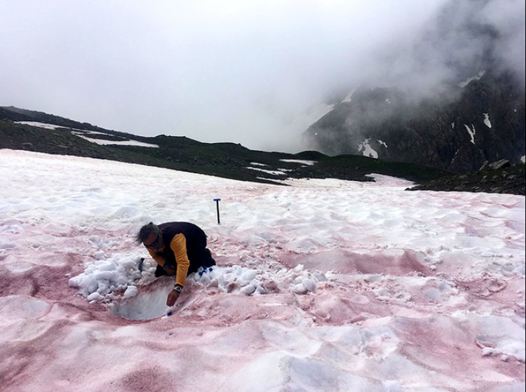 Il fenomeno del “color sangue” visibile sulla neve delle Alpi francesi
