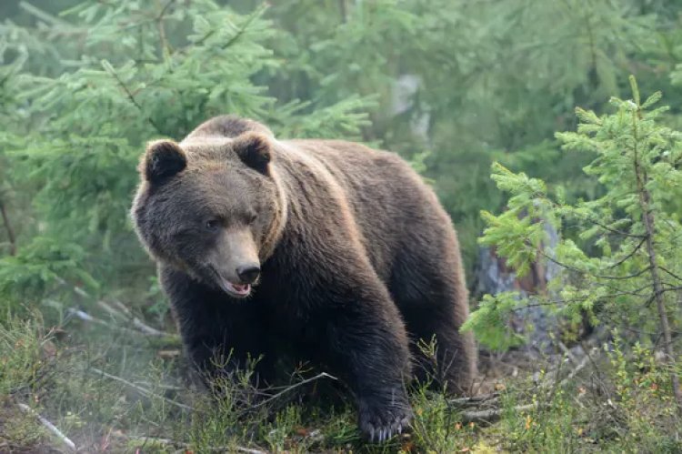 Slovacchia orso bruno sbrana escursionista in una foresta