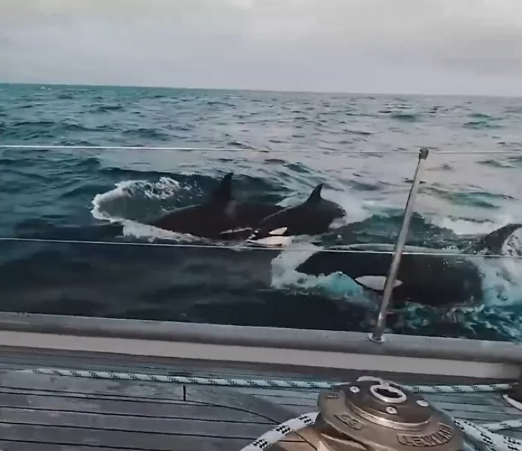 Attacchi alle barche da parte di orche: Yacht di lusso attaccato da 30 orche