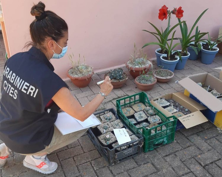 San Benedetto del Tronto, sequestrate 253 piante psicotrope e cactus