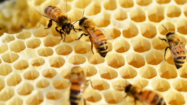 Piemonte: nuovo regolamento per l'apicoltura