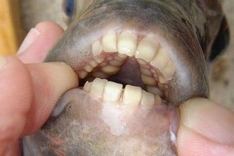 Pesce con denti umani presente negli Stati Uniti