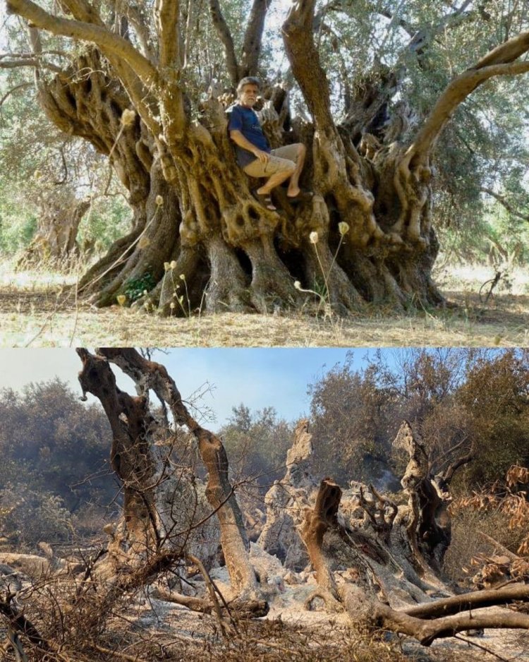 Distrutto dalle fiamme un albero di ulivo di 2500 anni fa