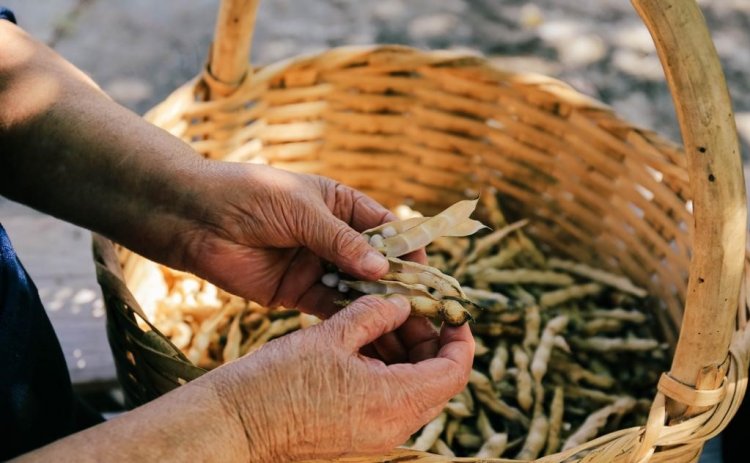 Il fagiolo poverello, in Calabria, è un nuovo Presidio Slow Food
