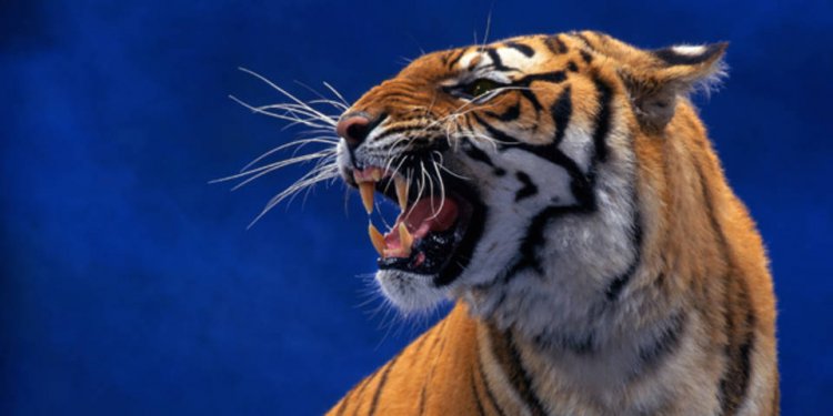 Una tigre di Sumatra cattura e uccide un 16enne.